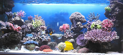 Meerwasser-Aquarium