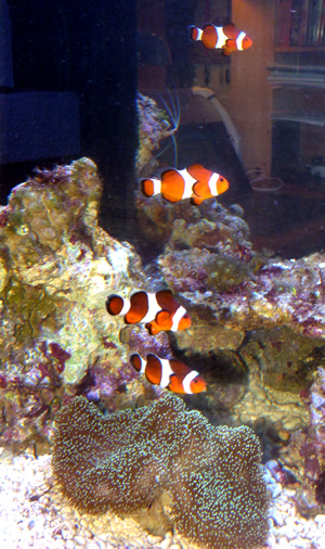 Clownfische