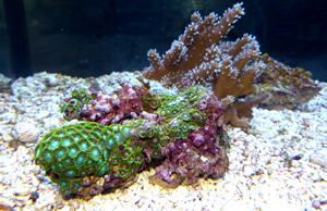 Krustenanemone
