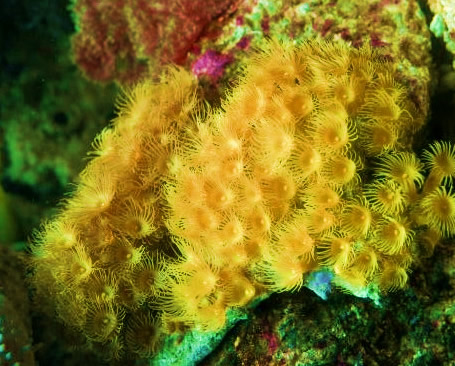Parazoanthus sp 01 - Gelbe Krustenanemone
