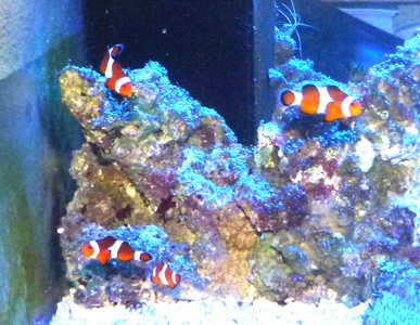 Nemo Clownfisch