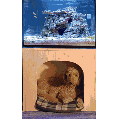 Riffaquarium